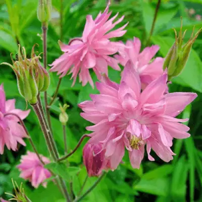 Аквилегия БАРЛОУ ПИНК гибрид МакКаны в Орше