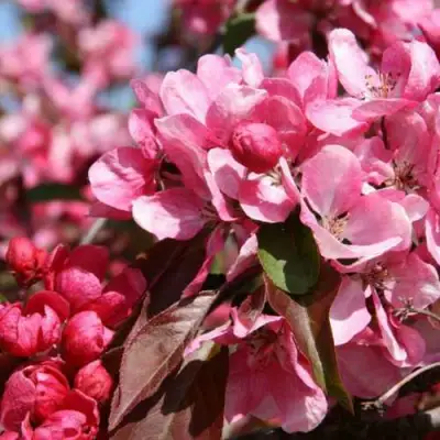 Яблоня РУДОЛЬФ декоративная  в Орше