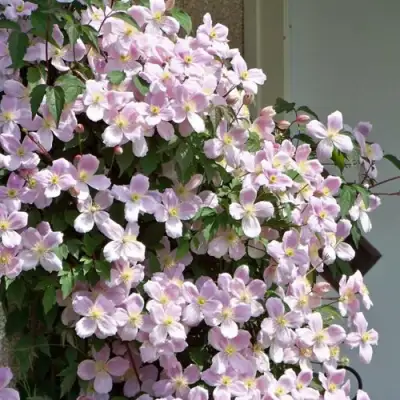 Клематис ГОРНЫЙ в Орше