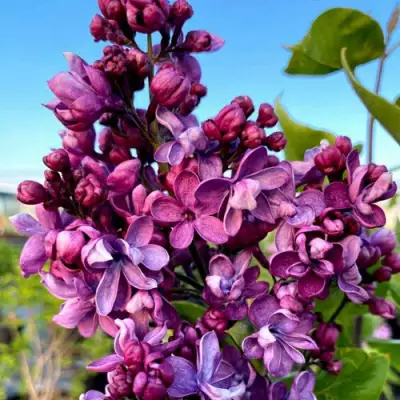 Сирень ВИОЛЕТТА в Орше