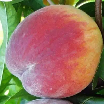 Персик ТОП СВИТ в Орше