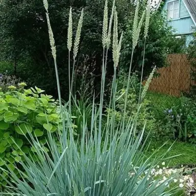 Элимус БЛЮ ДЮН песчаный в Орше