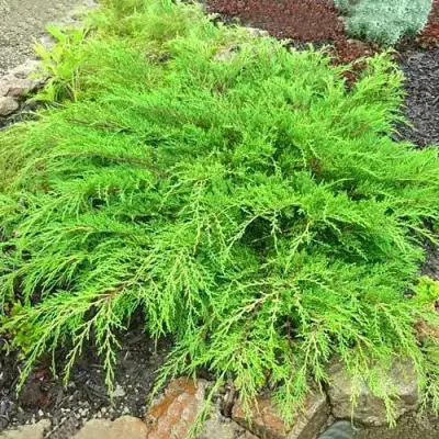 Микробиота ЯКОБСЕН перекрестнопарная в Орше