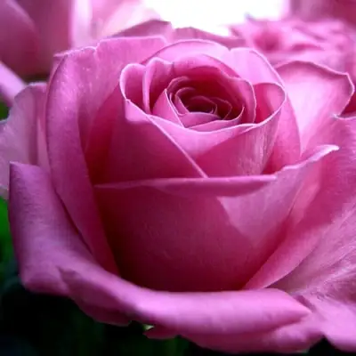 Роза ЭЙФЕЛЕВА БАШНЯ чайно-гибридная в Орше