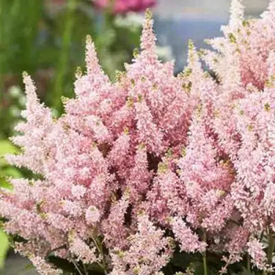Астильба ЮНИК САЛМОН гибридная в Орше