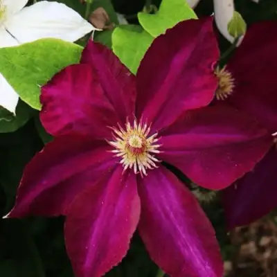 Клематис МАЗОВШЕ в Орше