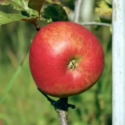 Яблоня ДЫЯМЕНТ в Орше