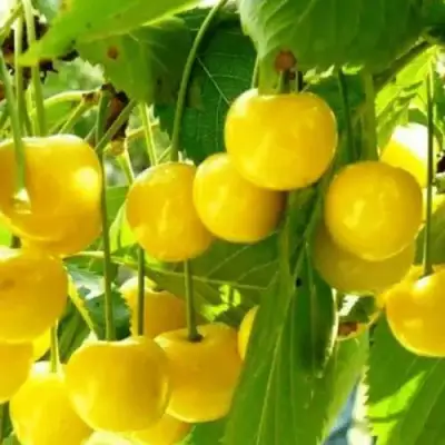 Черешня ПОДСНЕЖНИК в Орше