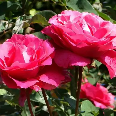 Роза ВИЕН РОУЗ чайно-гибридная в Орше