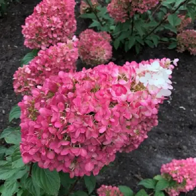 гортензия строберри блоссом