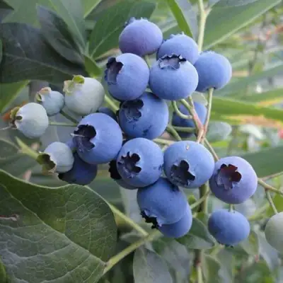 Голубика ЛЕГАЦИЯ в Орше