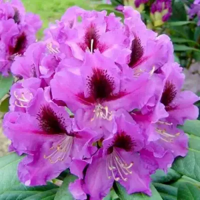 Рододендрон РАСПУТИН в Орше