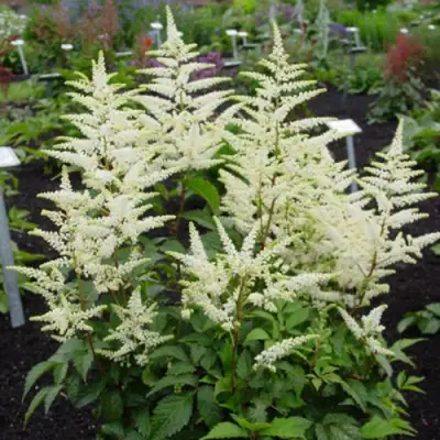 Астильба БРАУТШЛЕЙЕР Арендса в Орше