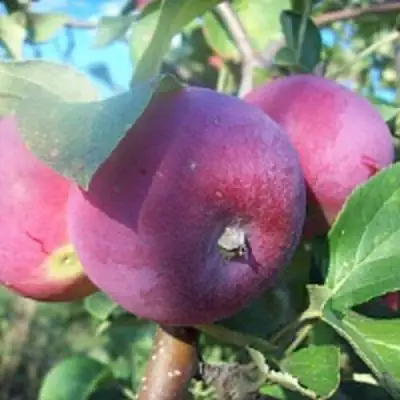 Яблоня СЕРЕБРЯНОЕ КОПЫТЦЕ в Орше