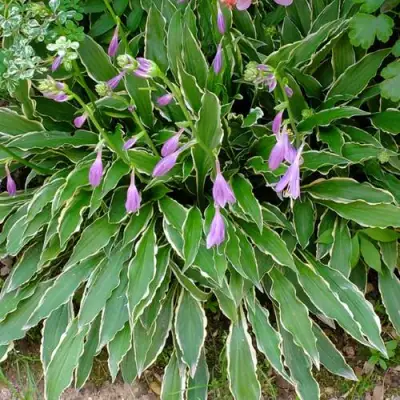 Хоста СТИЛЕТТО гибридная в Орше