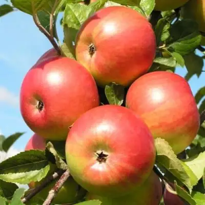 Яблоня ФРИДОМ в Орше
