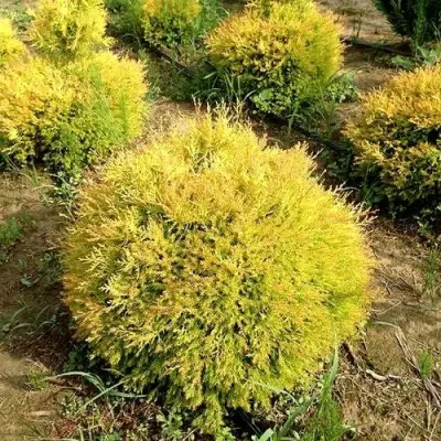 Туя ГЛОБОЗА АУРЕА западная в Орше