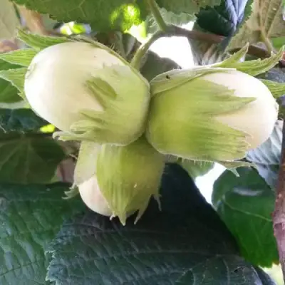 Фундук ЮННАТ в Орше