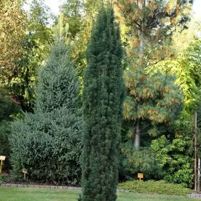 Тис ВОЙТЕК средний  в Орше