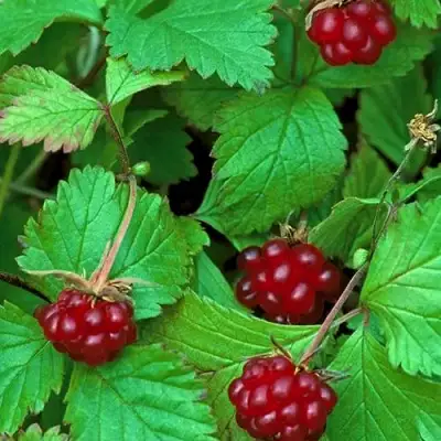 Княженика АУРА в Орше