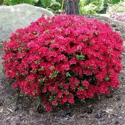 Азалия КАНЗОНЕТТА японская в Орше