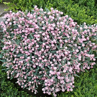 Андромеда БЛЮ АЙС многолистная   в Орше