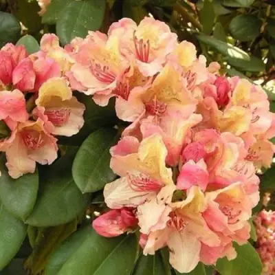 Рододендрон ФЛАУТАНДО в Орше