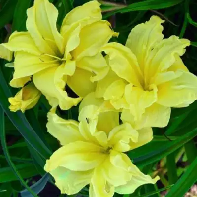 Лилейник ДАБЛ РИВЕР ВАЙ гибридный в Орше