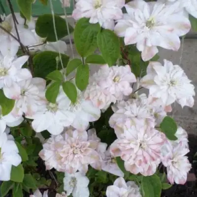 Клематис ИННОСЕНТ БЛАШ в Орше