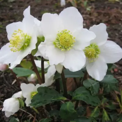 Морозник ЧЕРНЫЙ в Орше