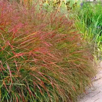 Просо ШЕНАНДО прутьевидное в Орше