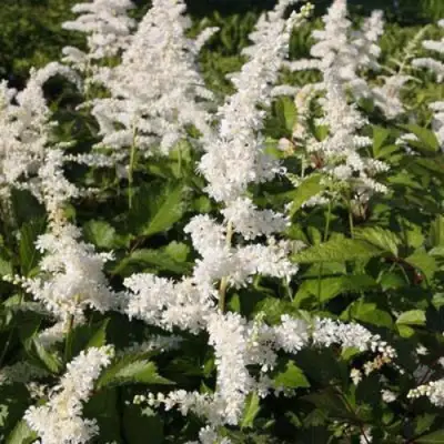 Астильба ДОЙЧЛАНД японская в Орше