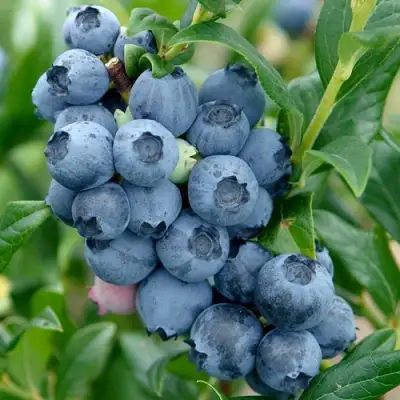 Голубика ХАРДИБЛЮ в Орше