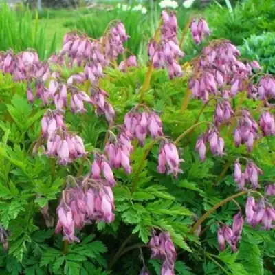 Дицентра изящная в Орше