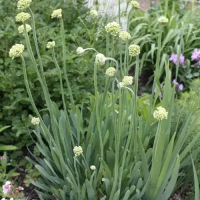 Лук слизун в Орше