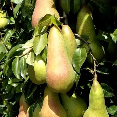 Груша КОНКОРД в Орше