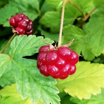 Княженика АННА в Орше