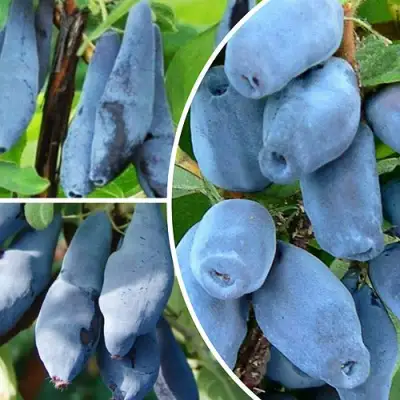 Комплект СИЯНИЕ ГЛАЗ в Орше