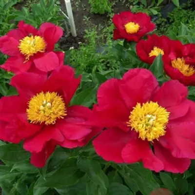 Пион АМЕРИКА травянистый в Орше