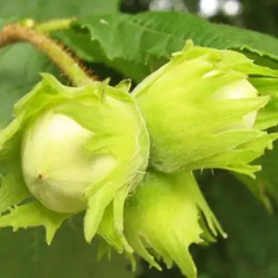 Фундук КАТАЛОНСКИЙ в Орше