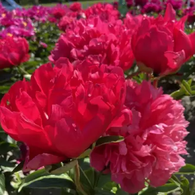 Пион БЕЛГРАВИЯ травянистый в Орше