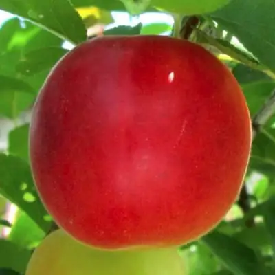 Плумкот БИРИКОККОЛО БОЛОГНЕС в Орше