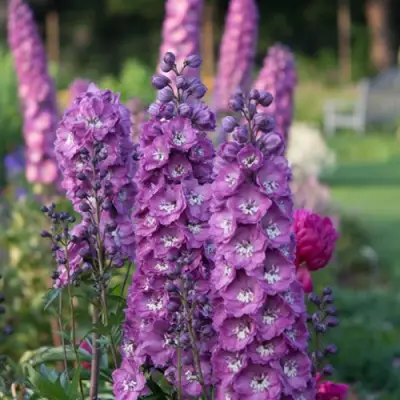 Дельфиниум ДЕЛЬФИС ПИНК ПАУЭ высокий в Орше