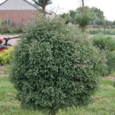Туя вересковидная в Орше