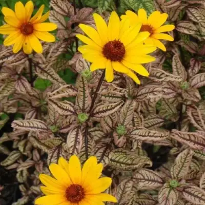 Гелиопсис САММЕР ПИНК в Орше