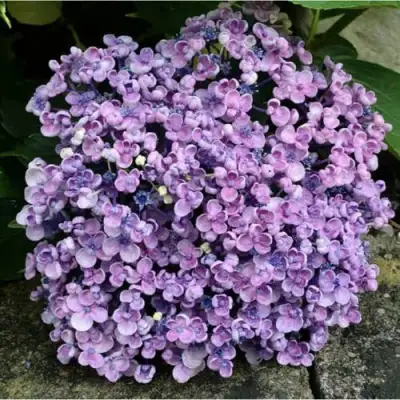 Гортензия АИША крупнолистная  в Орше