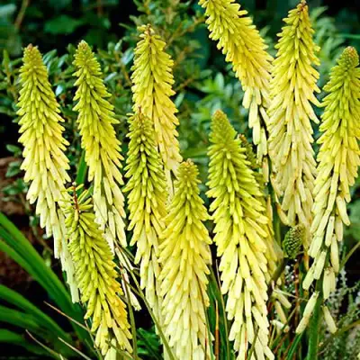 Книфофия ЛИТТЛ МЕЙД гибридная в Орше