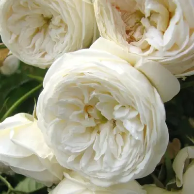 Роза АРТЕМИС шраб в Орше