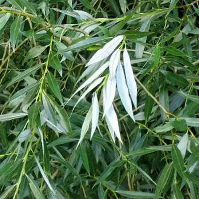 Ива ломкая  в Орше