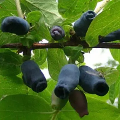 Жимолость съедобная НАРЫМСКАЯ в Орше